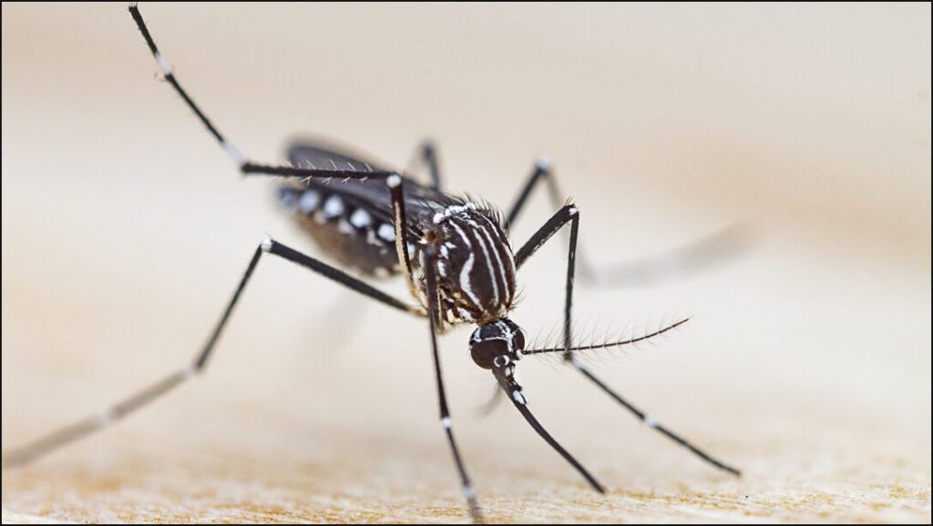 Welcome to “necroprinting”—3D printer nozzle made from mosquito’s proboscis